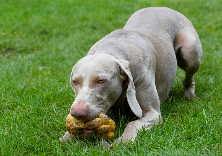 Dog, Dogs, Moon, Weimaraner
