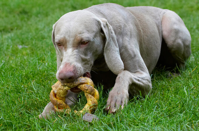Dog, Dogs, Moon, Weimaraner