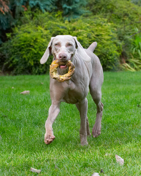Dog, Dogs, Moon, Weimaraner