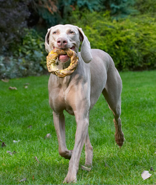 Dog, Dogs, Moon, Weimaraner