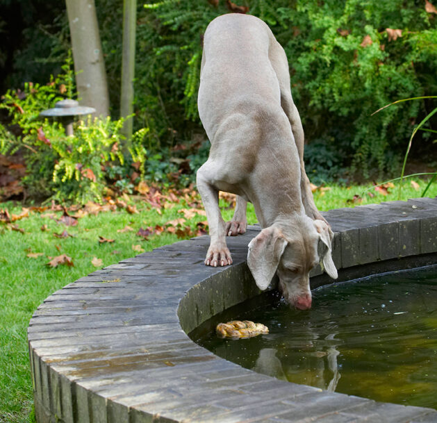Dog, Dogs, Moon, Weimaraner
