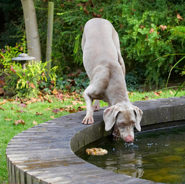 Dog, Dogs, Moon, Weimaraner