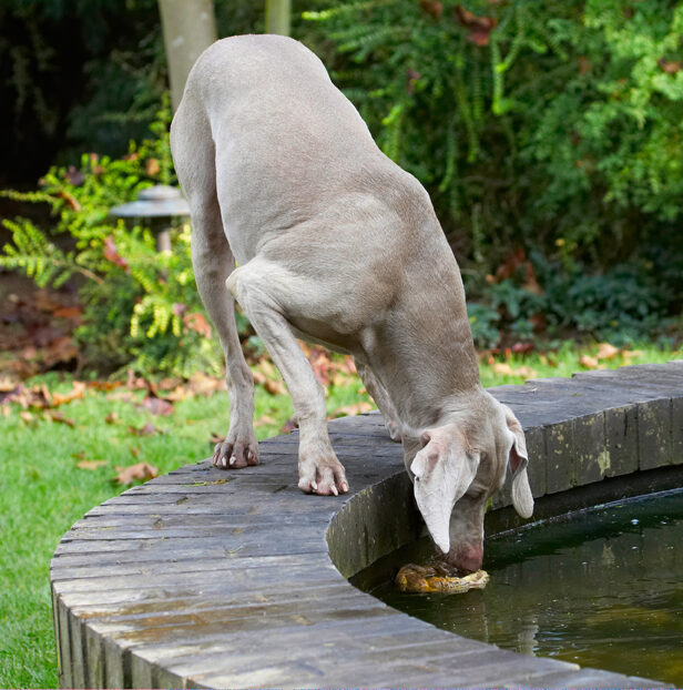 Dog, Dogs, Moon, Weimaraner