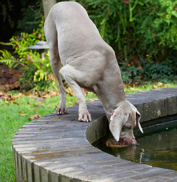 Dog, Dogs, Moon, Weimaraner