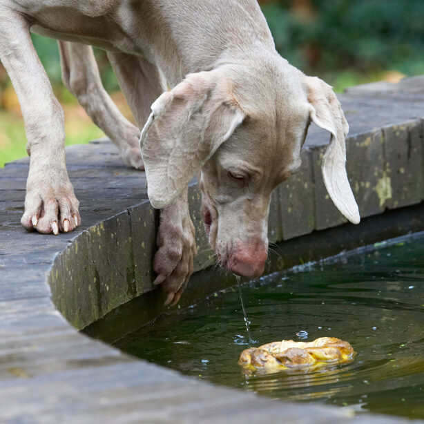 Dog, Dogs, Moon, Weimaraner