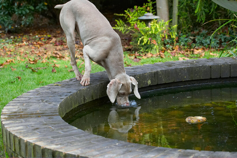 Dog, Dogs, Moon, Weimaraner