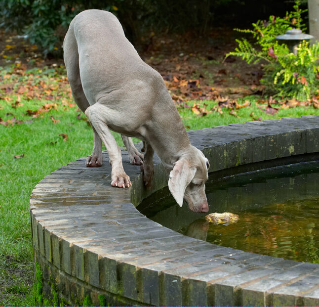Dog, Dogs, Moon, Weimaraner