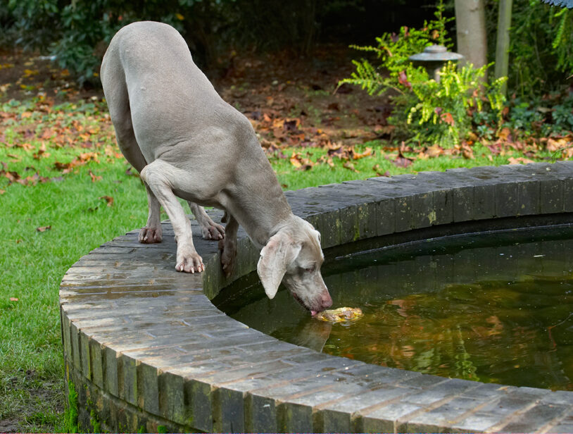 Dog, Dogs, Moon, Weimaraner
