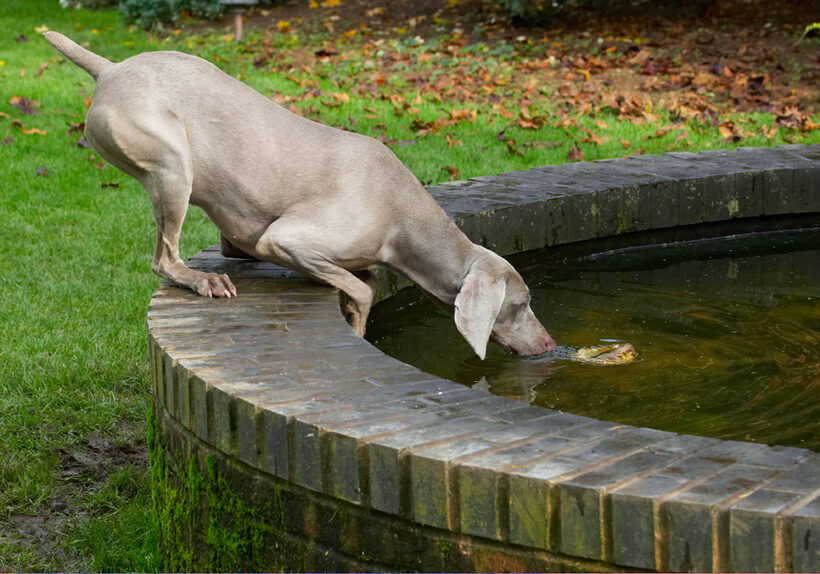 Dog, Dogs, Moon, Weimaraner