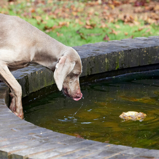 Dog, Dogs, Moon, Tongue, Weimaraner