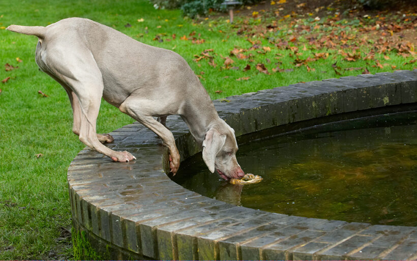 Dog, Dogs, Moon, Weimaraner