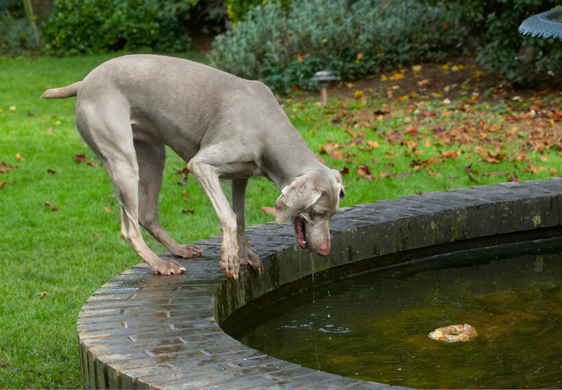 Dog, Dogs, Moon, Weimaraner