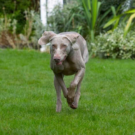 Dog, Dogs, Moon, Weimaraner