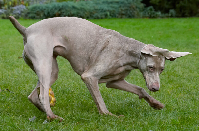 Dog, Dogs, Moon, Weimaraner
