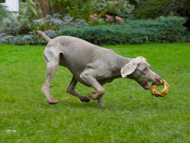 Dog, Dogs, Moon, Weimaraner
