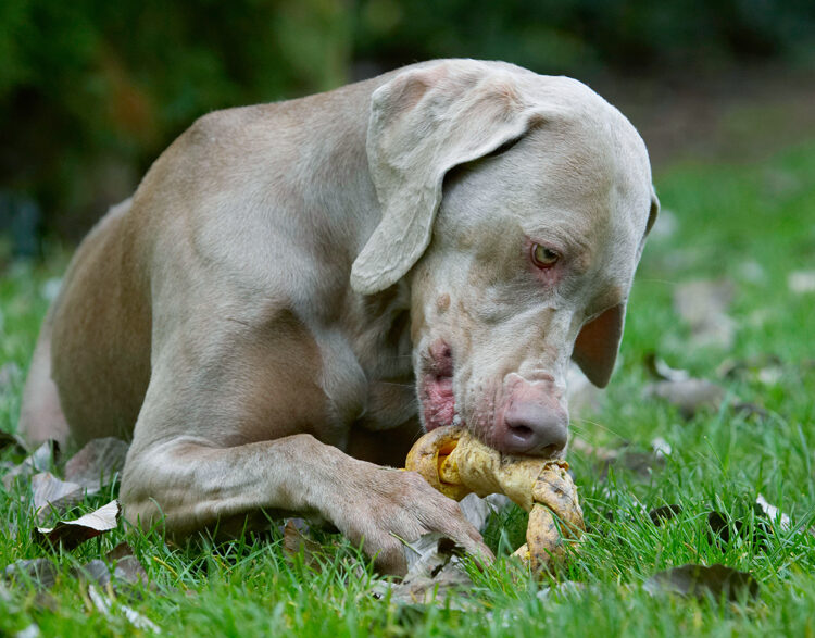 Dog, Dogs, Moon, Weimaraner