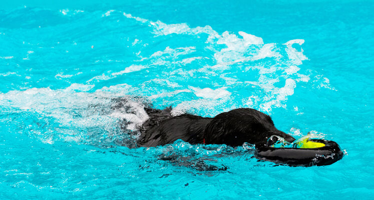 Dog, Dogs, Flat Coated Retriever, Loki, Pool, Retrievers, Swimming