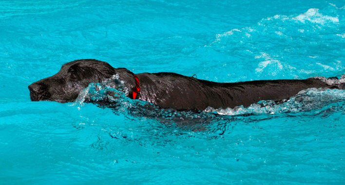 Dog, Dogs, Flat Coated Retriever, Loki, Pool, Retrievers, Swimming
