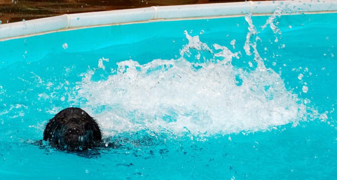 Dog, Dogs, Flat Coated Retriever, Loki, Pool, Retrievers, Swimming
