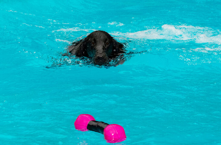 Dog, Dogs, Flat Coated Retriever, Loki, Pool, Retrievers, Swimming