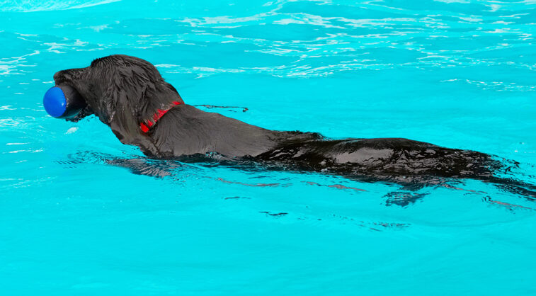 Dog, Dogs, Flat Coated Retriever, Loki, Retrievers, Swimming Pool