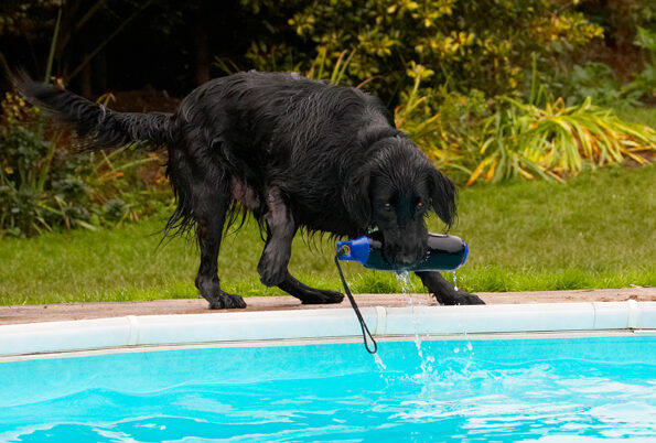 Dog, Dogs, Flat Coated Retriever, Loki, Retrievers
