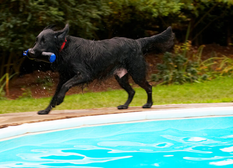 Dog, Dogs, Flat Coated Retriever, Loki, Retrievers