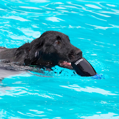 Dog, Dogs, Flat Coated Retriever, Loki, Retrievers, Swimming Pool