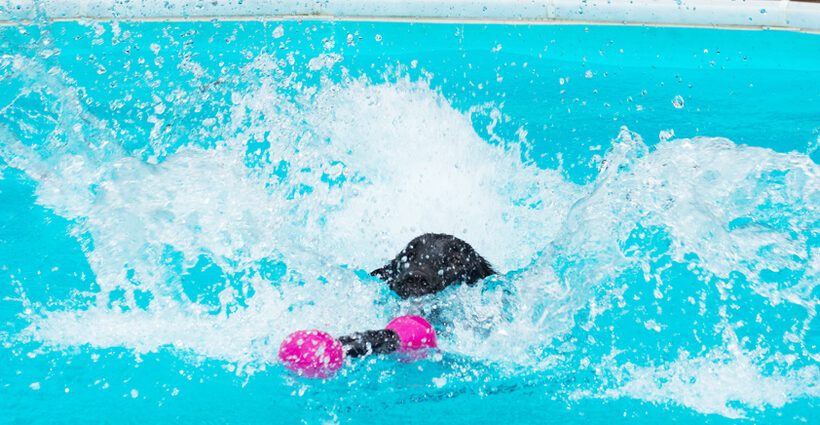 Dog, Dogs, Flat Coated Retriever, Loki, Pool, Retrievers, Swimming