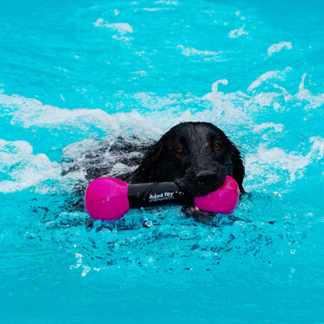 Dog, Dogs, Flat Coated Retriever, Loki, Retrievers, Swimming Pool