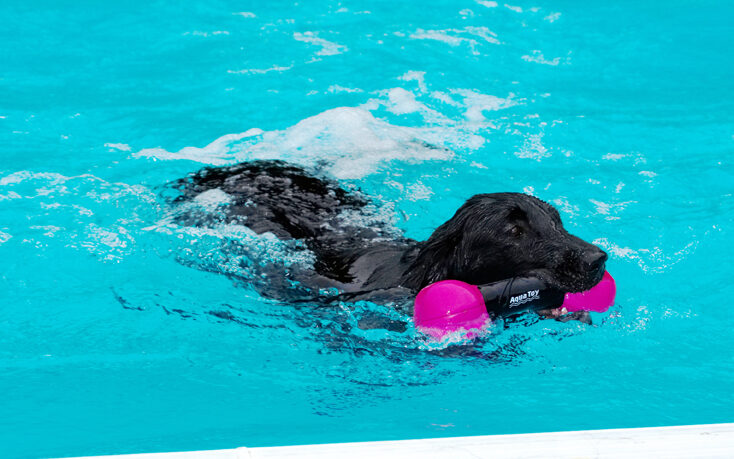 Dog, Dogs, Flat Coated Retriever, Loki, Pool, Retrievers, Swimming