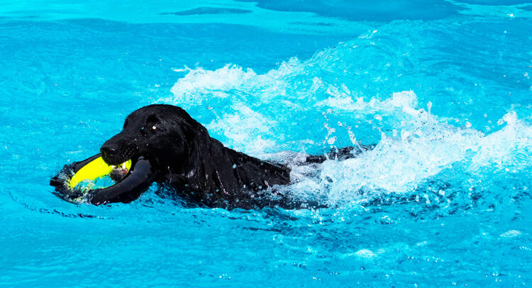 Dog, Dogs, Flat Coated Retriever, Loki, Pool, Retrievers, Swimming