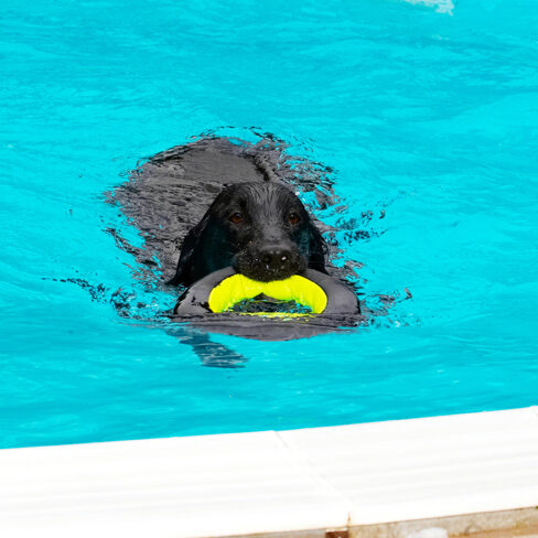 Dog, Dogs, Flat Coated Retriever, Loki, Pool, Retrievers, Swimming