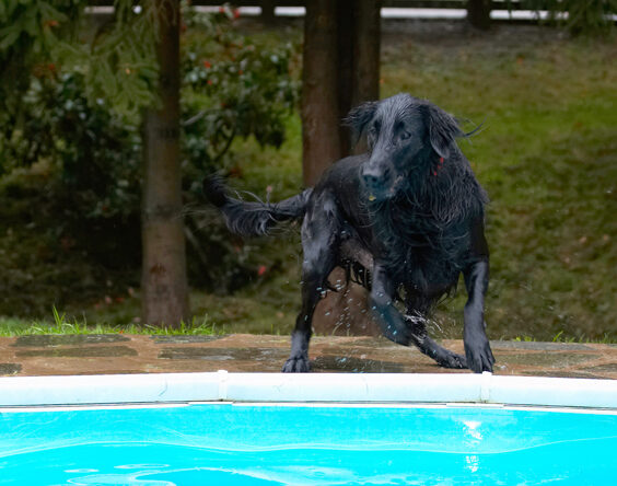 Dog, Dogs, Flat Coated Retriever, Loki, Pool, Retrievers, Swimming