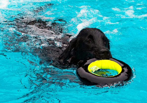 Dog, Dogs, Flat Coated Retriever, Loki, Pool, Retrievers, Swimming