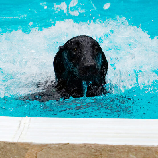 Dog, Dogs, Flat Coated Retriever, Loki, Pool, Retrievers, Swimming
