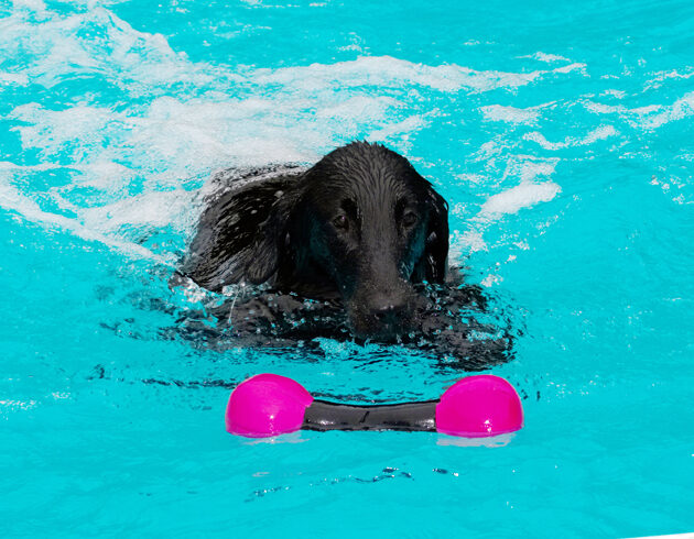 Dog, Dogs, Flat Coated Retriever, Loki, Pool, Retrievers, Swimming