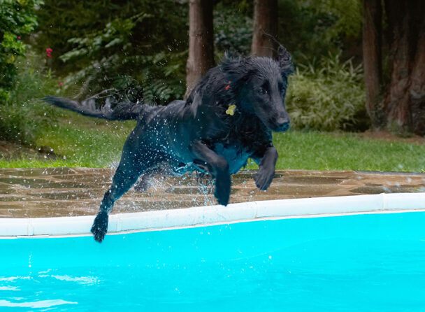 Dog, Dogs, Flat Coated Retriever, Loki, Pool, Retrievers, Swimming