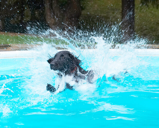 Dog, Dogs, Flat Coated Retriever, Loki, Pool, Retrievers, Swimming