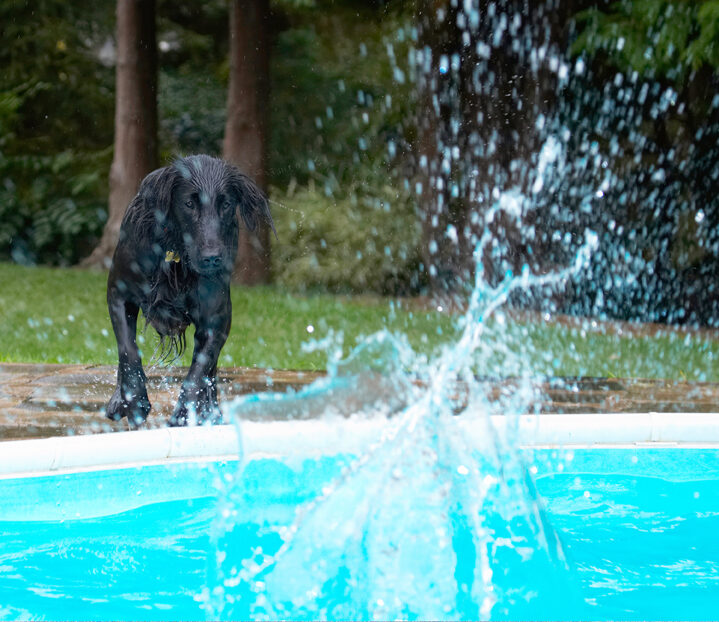 Dog, Dogs, Flat Coated Retriever, Loki, Pool, Retrievers, Swimming