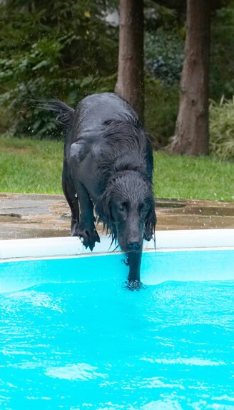 Dog, Dogs, Flat Coated Retriever, Loki, Pool, Retrievers, Swimming