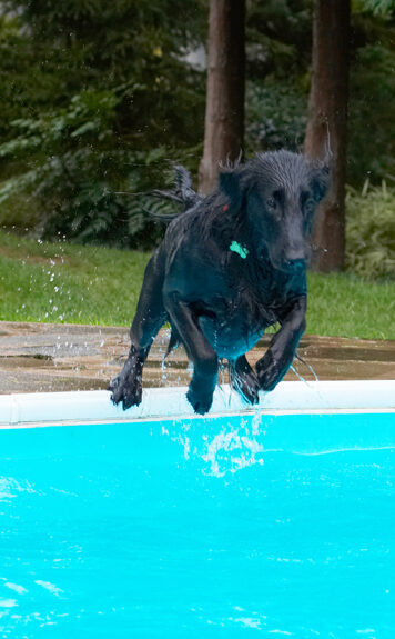 Dog, Dogs, Flat Coated Retriever, Loki, Pool, Retrievers, Swimming