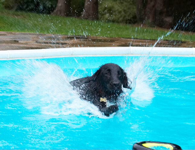 Dog, Dogs, Flat Coated Retriever, Loki, Pool, Retrievers, Swimming