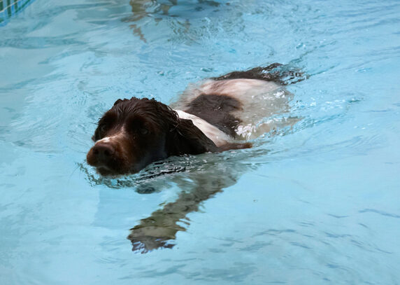 Cocker Spaniel, Dog, Dogs, Meg, Pool, Spaniels, Swimming, Working