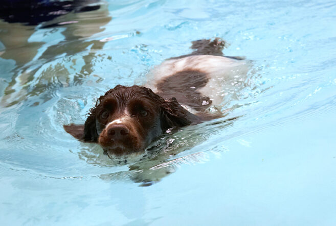 Cocker Spaniel, Dog, Dogs, Meg, Pool, Spaniels, Swimming, Working