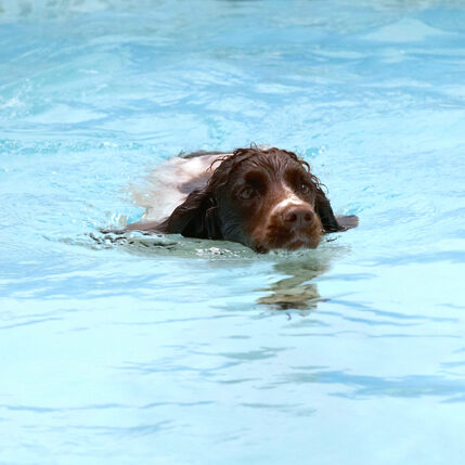Cocker Spaniel, Dog, Dogs, Meg, Pool, Spaniels, Swimming, Working