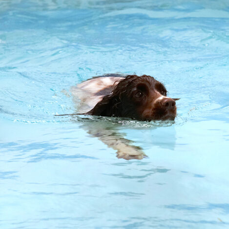 Cocker Spaniel, Dog, Dogs, Meg, Pool, Spaniels, Swimming, Working