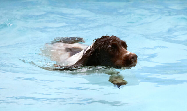 Cocker Spaniel, Dog, Dogs, Meg, Pool, Spaniels, Swimming, Working