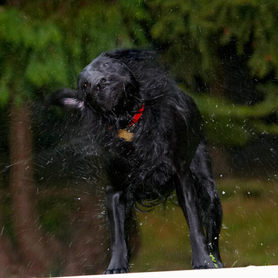 Dog, Dogs, Flat Coated Retriever, Loki, Retrievers