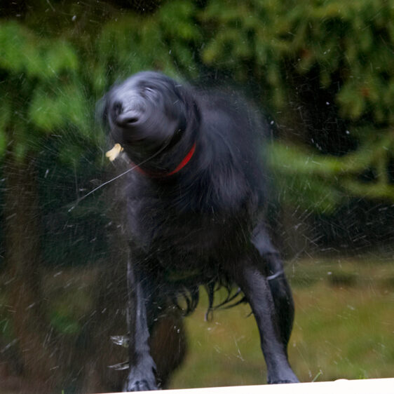 Dog, Dogs, Flat Coated Retriever, Loki, Retrievers